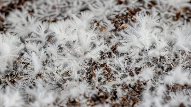 Macro Shot of White Mycelium Fungal Growth on Dark Substrate