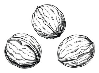 Naklejka premium Black and White Walnut Vector Illustration