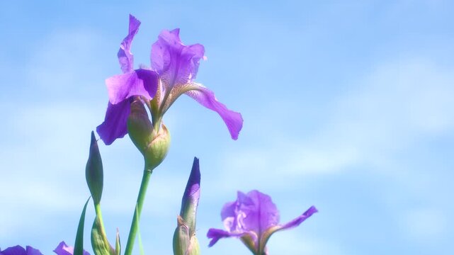 lilac irises on a blue sky background