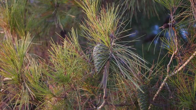 Blurred Shooting with Pine Tree Branches and Fir Cones in a Beautiful view from Mediterranean Sea Coast.