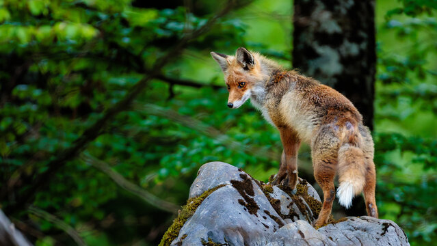 A day in the Slovenian forest