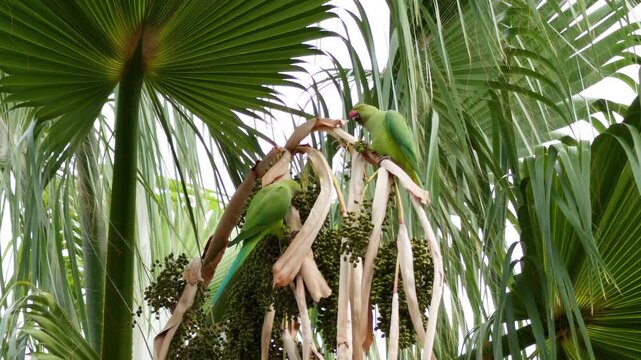Green rose ringed parakeets feeding on palm tree fruit in natural habitat with lush foliage background.