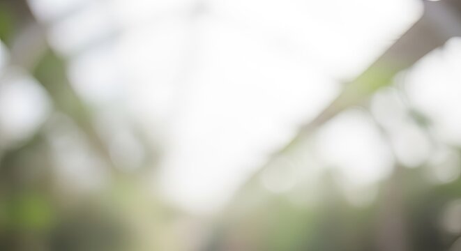 Soft focus natural light bokeh background with green and white tones.