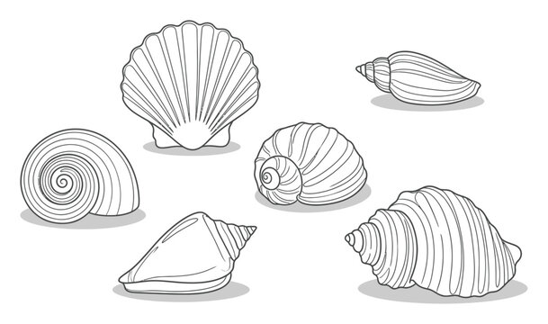 Sea Shells Vector Illustration