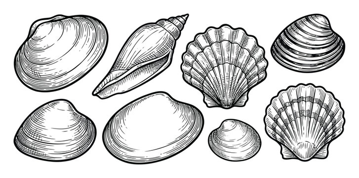 Set of Sea Shells Vector Illustration