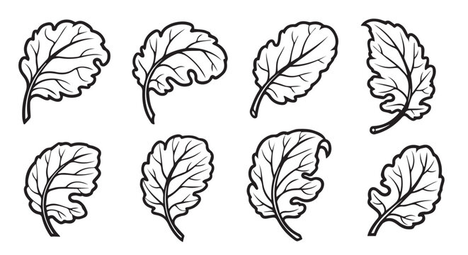 Collard green leaves in a clean line art style with varied shapes for organic design elements