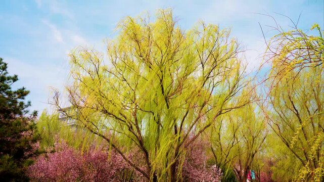Willows swaying in the wind of spring.