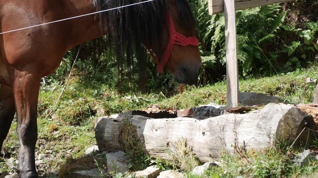 Blurred Shooting with a Beautiful Horse in a Farmland Drinking Water from a Mountain Spring.