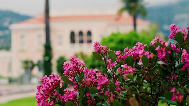Vibrant pink flowers blooming in lush garden with blurred mediterranean villa background on sunny day.