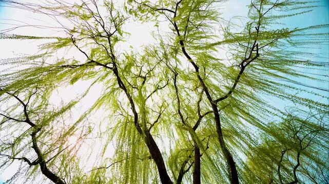 Willows swaying in the wind of spring.