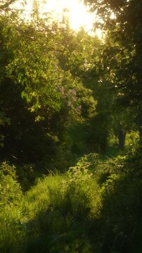 Golden midges flying in the sunlight in nature, a soft vintage blur
