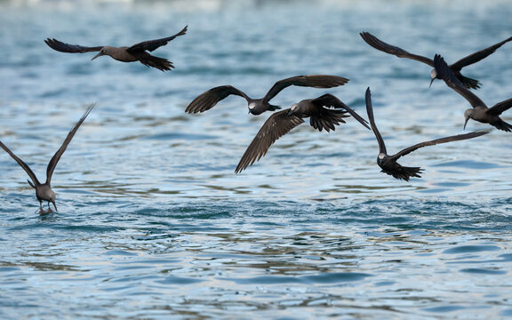 brown noddy terns flying over water, Anous stolidus galapagensis in Galapagos