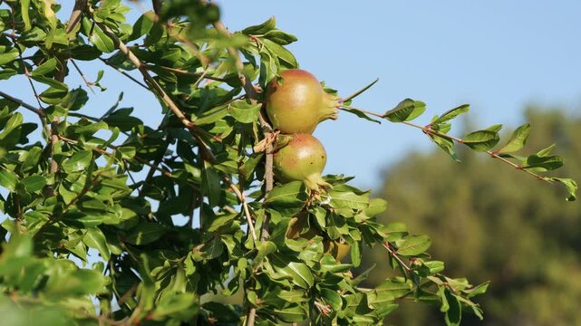 Shooting with a Red Sweet and Ripe Pomegranate Fruit from a Tree in Farm Orchard.
