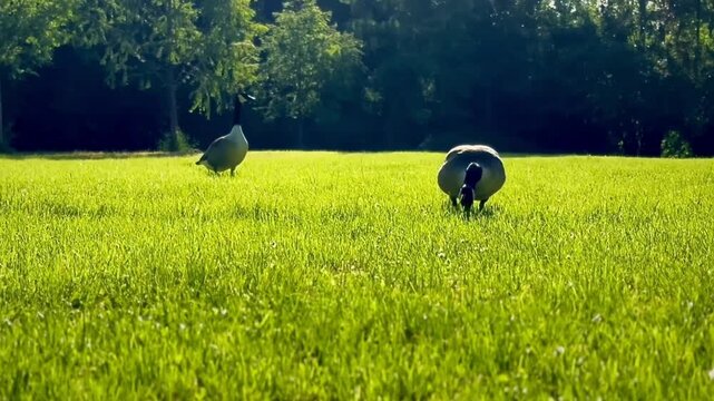 Kanada Wildg&auml;nse beim Grasen auf einer Wiese in der Fr&uuml;hlingssonne