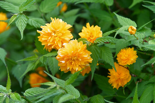 ヤエヤマブキの花