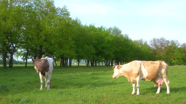 Two cows graze in a meadow on a sunny day