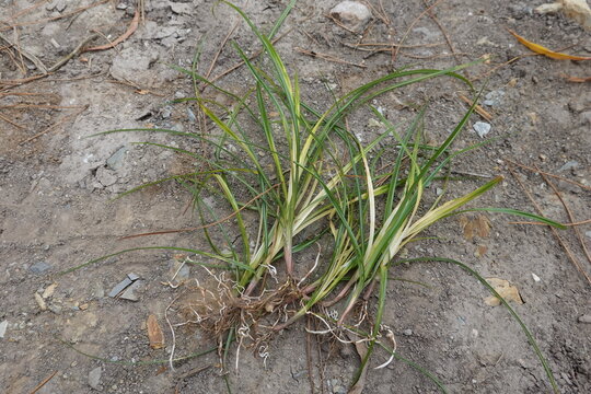Purple nutsedge weed with roots extracted from soil
