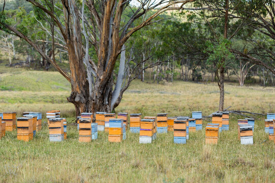 Bee hive boxes under shady gum tree in farm paddock