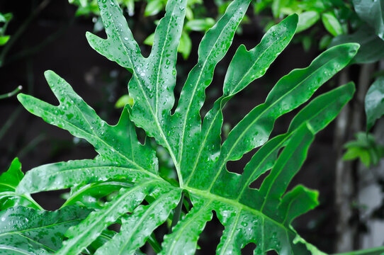 Philodendron bipinnatifidum Schott ex Endl, Philodendron sp or ARACEAE or Philodendron selloum and rain droplet or rain drop
