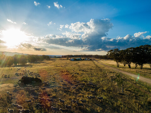 Sunset light flare over paddock of grazing sheep mob on farm in Australian Northern Tablelands