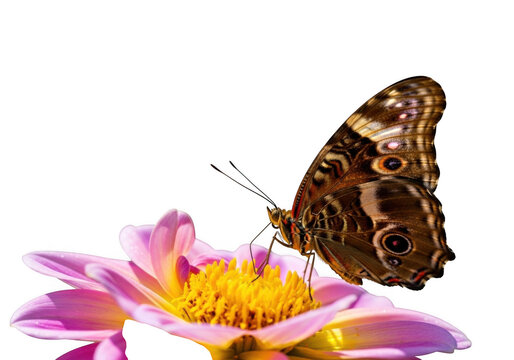 Brown and tan owl butterfly perched on a vibrant pink dahlia flower with a bright yellow center against a solid black background