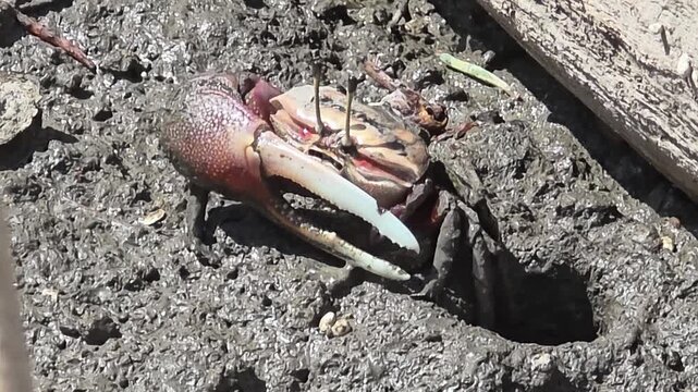 

Endangered White-clawed Fiddler Crab showing large claw behavior #006
학명:Austruca lactea
 