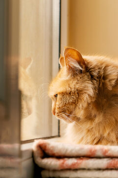 Cute red tabby cat sitting on a windowsill and looking at its reflection in the glass