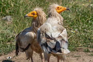 Obraz premium Egyptian vulture.