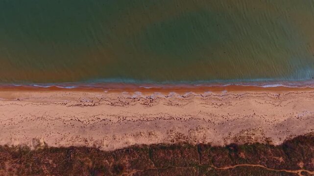 Aerial of sandy beach with green sea water and coastal vegetation strip. A narrow coastal scrub strip borders tan sandy beach where small foam waves meet dark green-teal shallow water.