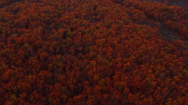 Aerial of dense autumn forest canopy in deep red and orange tones. Red and dark orange canopy with scattered green patches fills the entire frame in this overhead autumn drone shot.