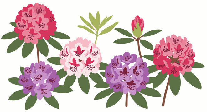 Colorful blooming azaleas with green leaves against a white background
