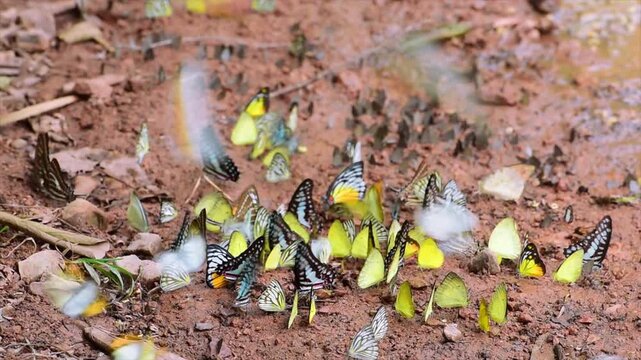 Butterflies swarm eats minerals in Ban Krang Camp, Kaeng Krachan National Park at Phetchaburi, Thailand.