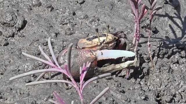 
Endangered White-clawed Fiddler Crab showing large claw behavior #010학명:Austruca lactea

