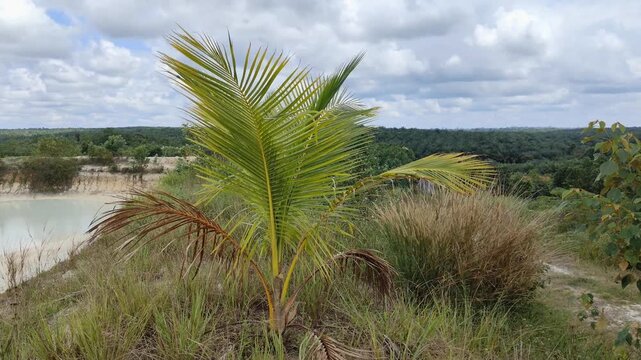 Young coconut tree beside an abandoned sand excavation pond with tropical plantation and cloudy sky, showing rural land use and environmental change.