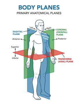 Anatomical body planes diagram showing sagittal coronal and transverse sections of a human male figure