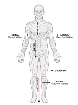 Human anatomy diagram showing medial and lateral directional terms on a standing male skeletal figure illustration