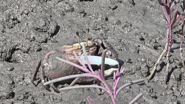 
Endangered White-clawed Fiddler Crab showing large claw behavior #011학명:Austruca lactea

 