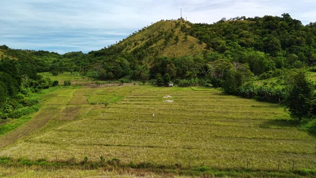 Rice paddy field below a hilltop communication tower in Coron Palawan Philippines with green forested hill trees rural field rows and cloudy sky