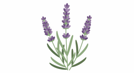 Obraz premium Delicate purple lavender sprigs with green leaves on a white background