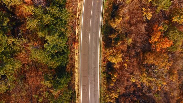 Top-down aerial of straight road dividing green and orange autumn forest. An empty road bisects the frame directly below the drone separating green conifer from orange autumn deciduous forest.