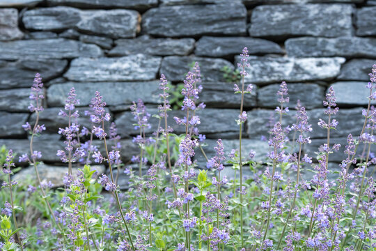Purple catmint flowers, Nepeta, bloom in front of a stacked stone wall. Garden scene combines soft lavender blossoms, green foliage and rough masonry texture.