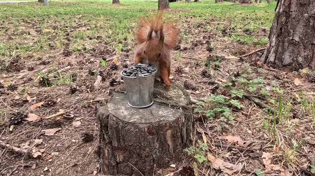 A red squirrel in a pine forest runs and jumps onto a wooden tree stump with a small bucket of sunflower seeds, grabs seeds with paws, and gnaws them actively in daylight.