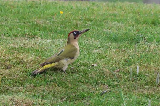 Green, eurasian woodpecker male wild bird looking up. He was startled by an aeroplane during probing on the grass for food