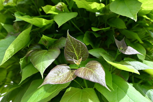Close Up of Lush Green Cherry Laurel and Ivy Leaves