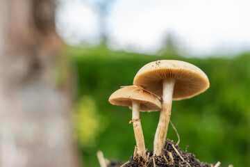 Fototapeta premium Two unidentified wild mushrooms stand on dark soil against a soft green background. The close view emphasizes gills, caps, stems, and woodland texture.