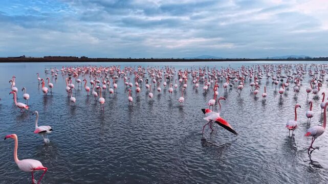 Aerial view of flamingo in flight with wings spread above standing flock. One flamingo spreads its wings flight and reveals black and red underwing markings above the standing flock below.