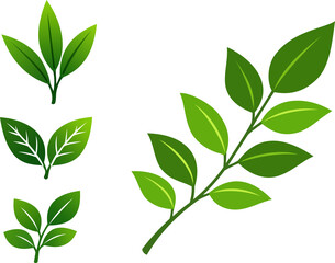 Green leaves vector set, organic leaf branches icons for tea, eco friendly, cosmetics packaging design elements. © Bimantoro06