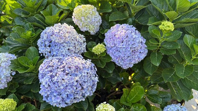 Beautiful hydrangea flower garden with natural colors