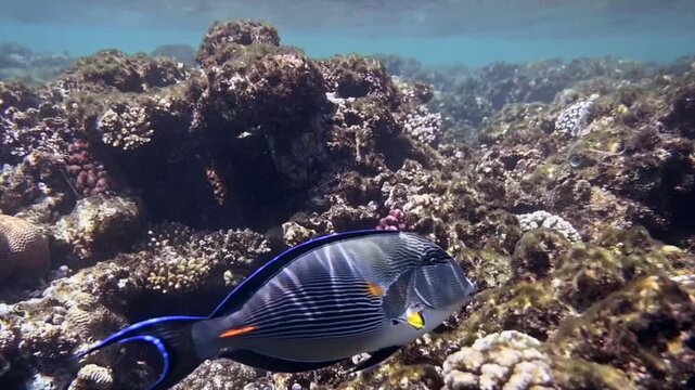 Sohal surgeonfish swimming over vibrant coral reef in Red Sea with clear blue water and tropical marine life.