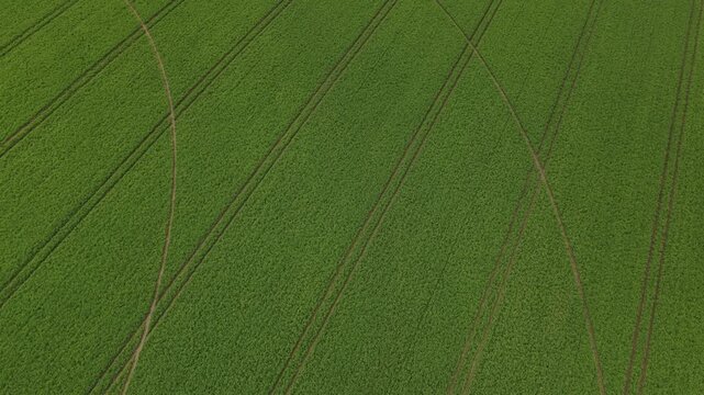 Aerial view of a lush green agricultural field featuring parallel tractor tracks and geometric patterns in the countryside, Portugal.
